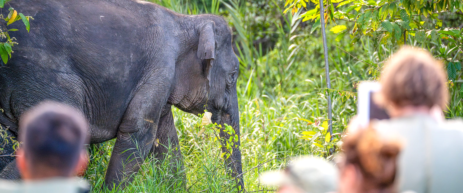 is a vast tropical island known for its exceptional rainforest and wildlife. 