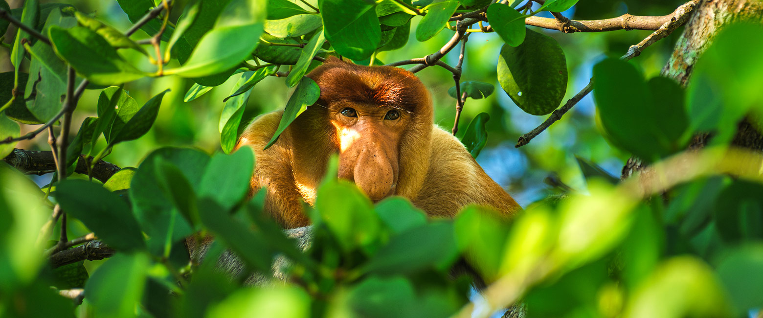 let us know your thoughts about Borneo and we will help you create the perfect safari 