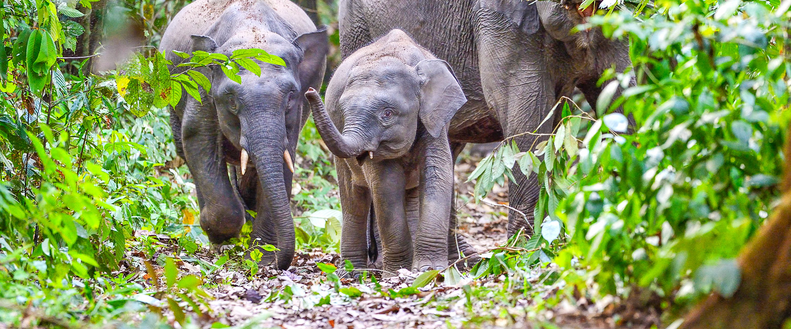 let us know your thoughts about Borneo and we will help you create the perfect safari 