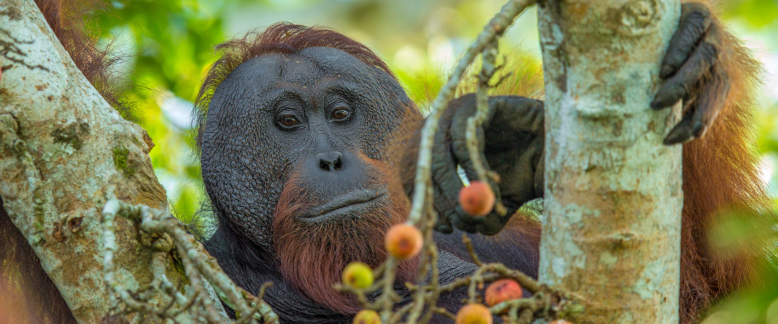 is an exceptional river corridor supporting abundant rainforest species. 