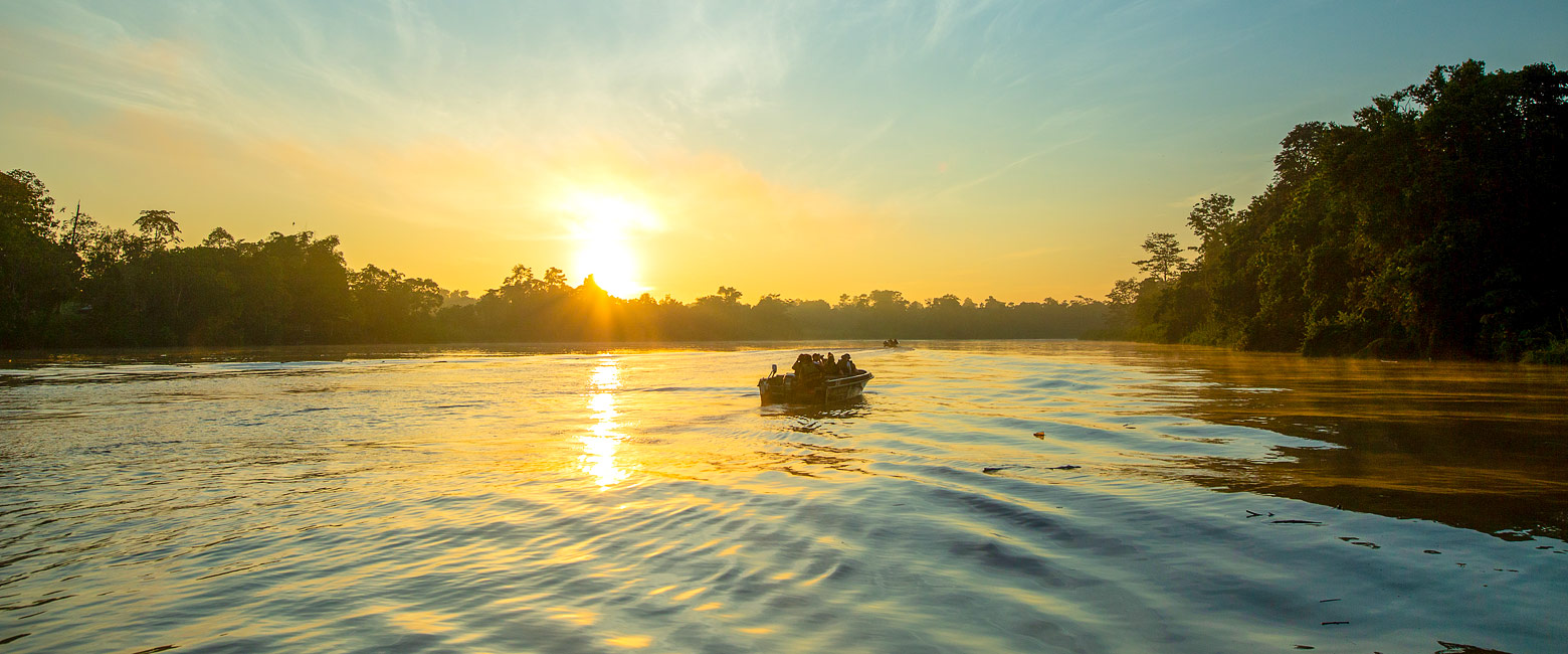 let us know your thoughts about Borneo and we will help you create the perfect safari 