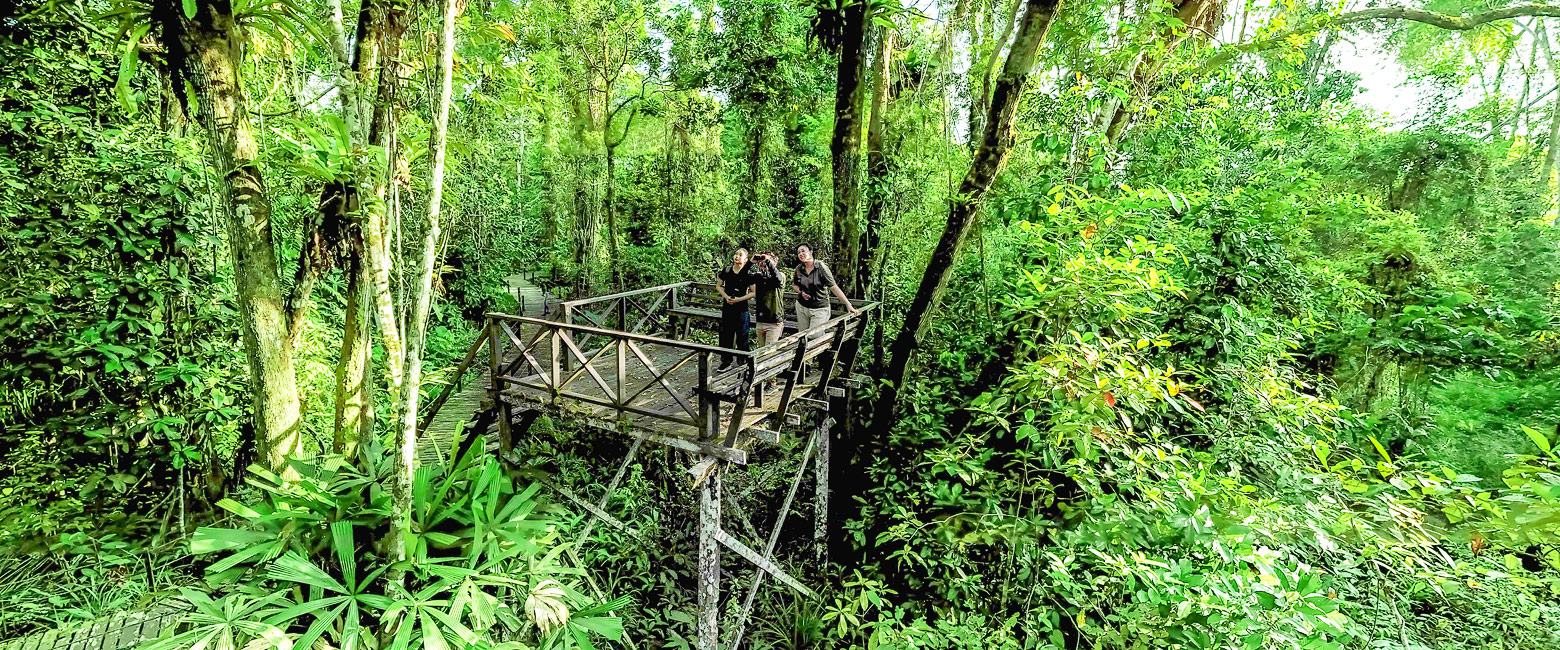 let us know your thoughts about Borneo and we will help you create the perfect safari 