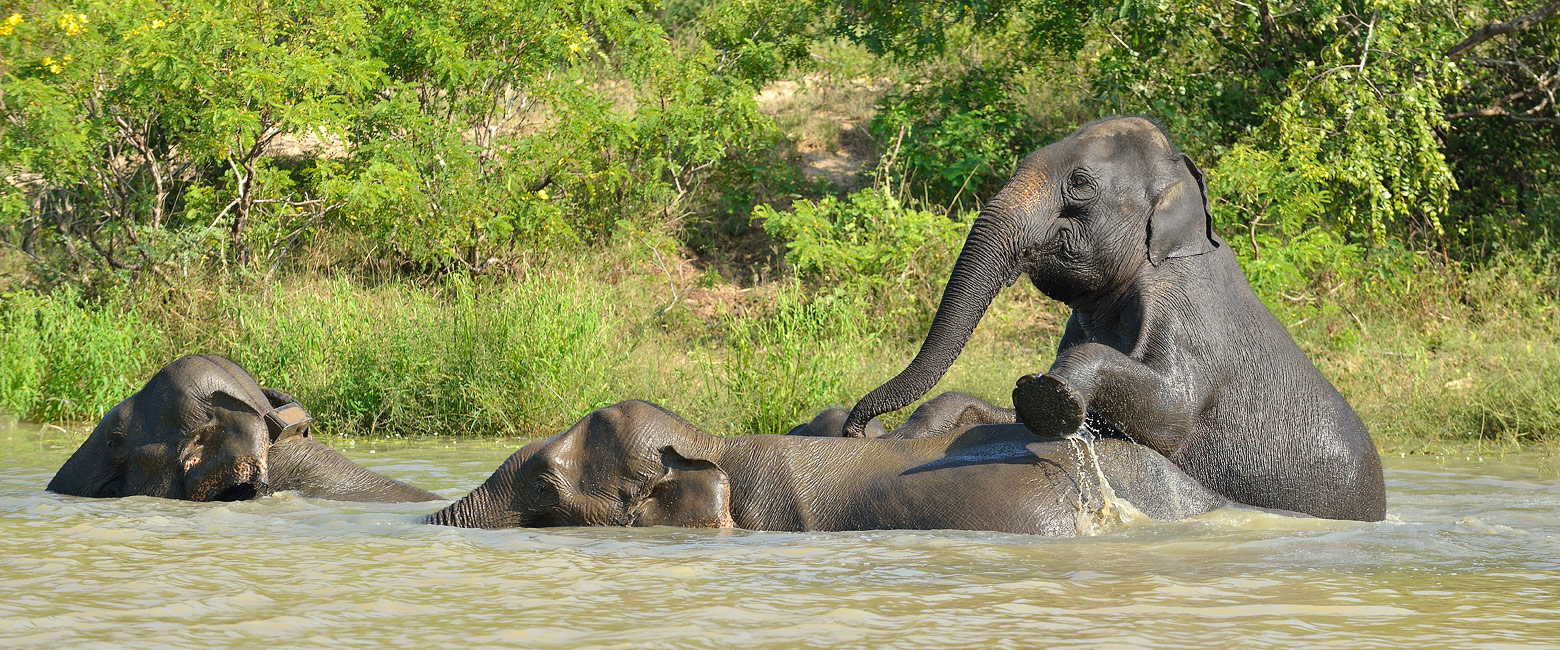 is a well-placed base for exploring Sabah’s main wildlife corridor. 