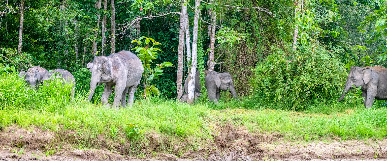 let us know your thoughts about Borneo and we will help you create the perfect safari 