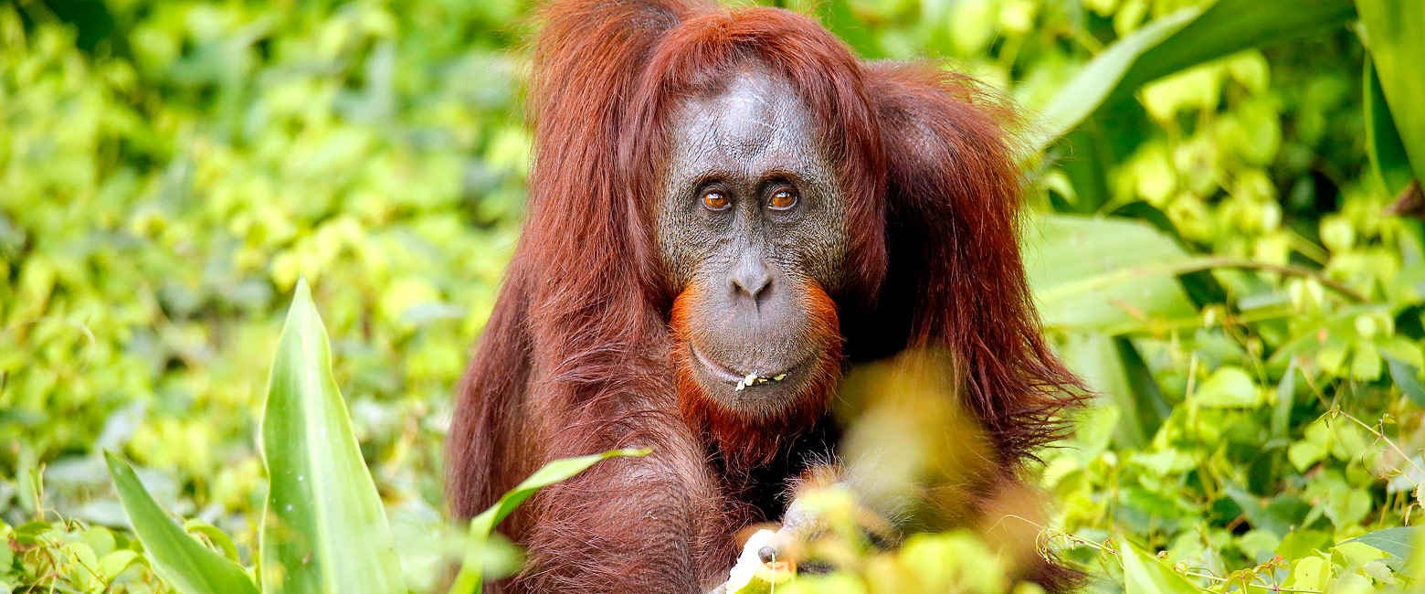 let us know your thoughts about Borneo and we will help you create the perfect safari 
