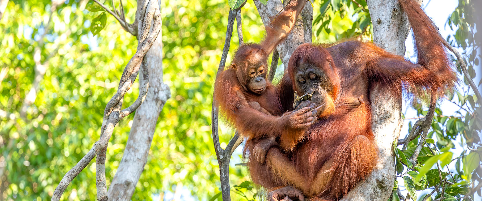 let us know your thoughts about Borneo and we will help you create the perfect safari 