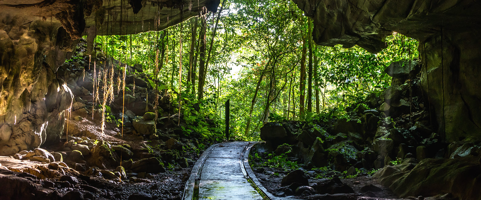 let us know your thoughts about Borneo and we will help you create the perfect safari 