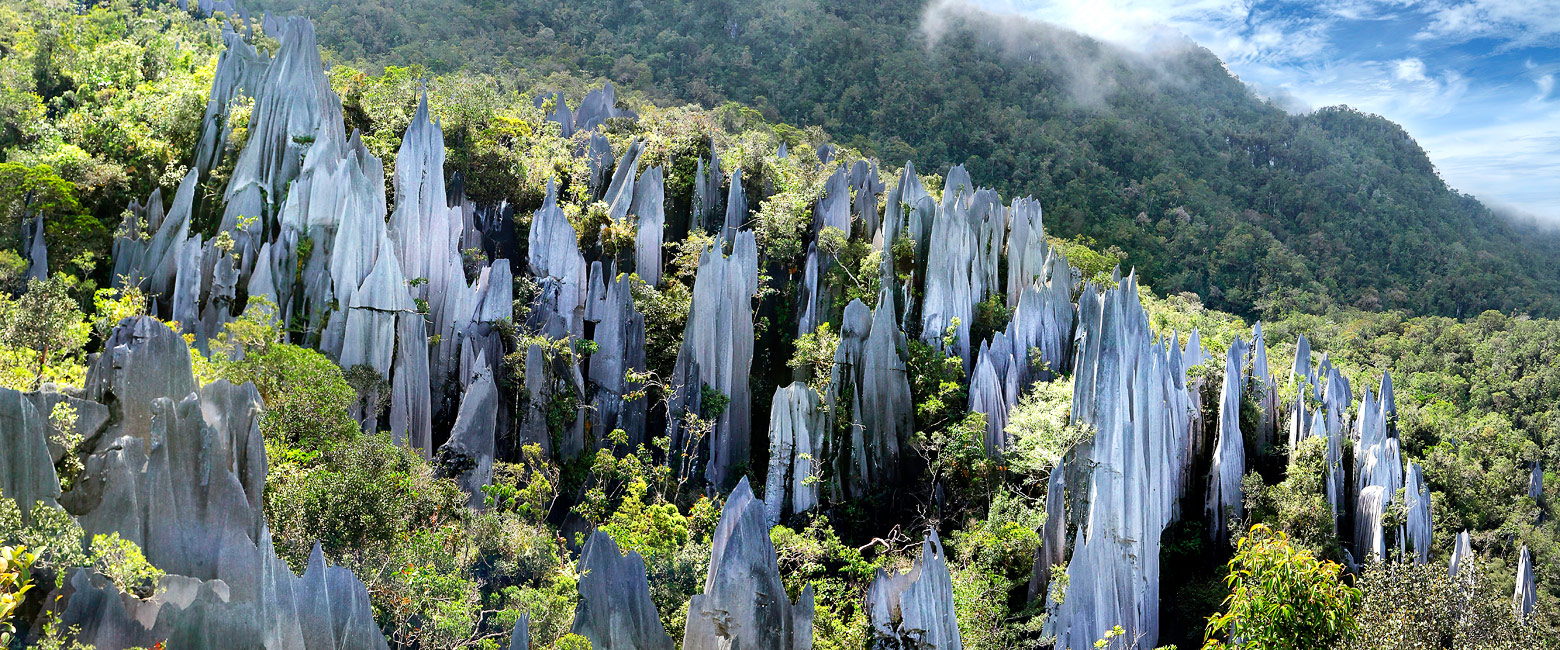 let us know your thoughts about Borneo and we will help you create the perfect safari 