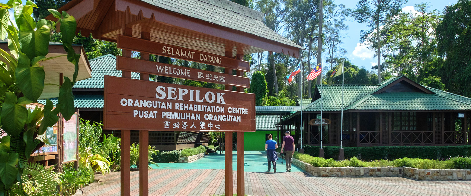 is an area of primary rainforest in the Kabili Sepilok Forest Reserve. 