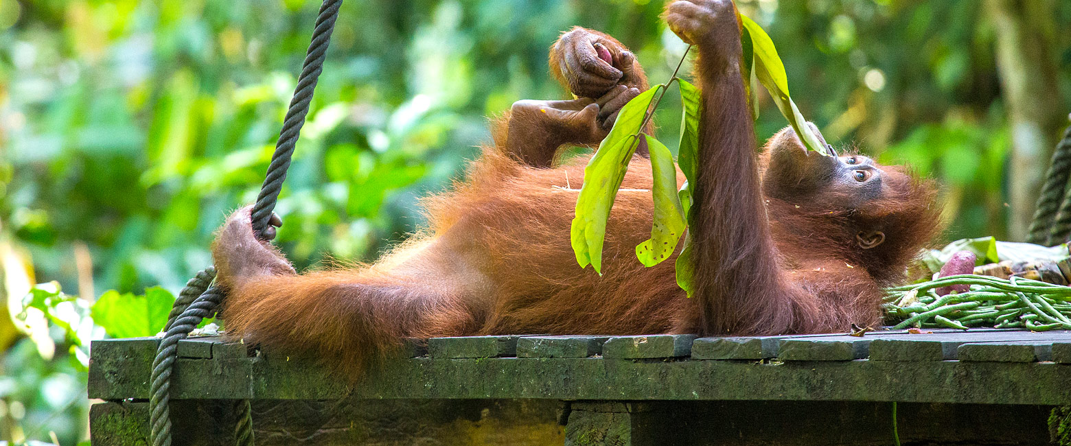 let us know your thoughts about Borneo and we will help you create the perfect safari 