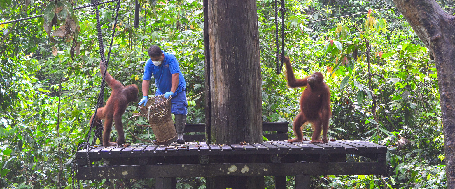 an affordable forest retreat within walking distance of Sepilok 