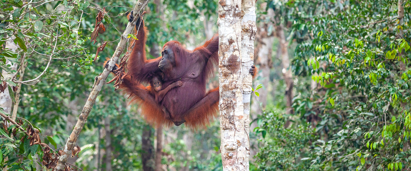let us know your thoughts about Borneo and we will help you create the perfect safari 
