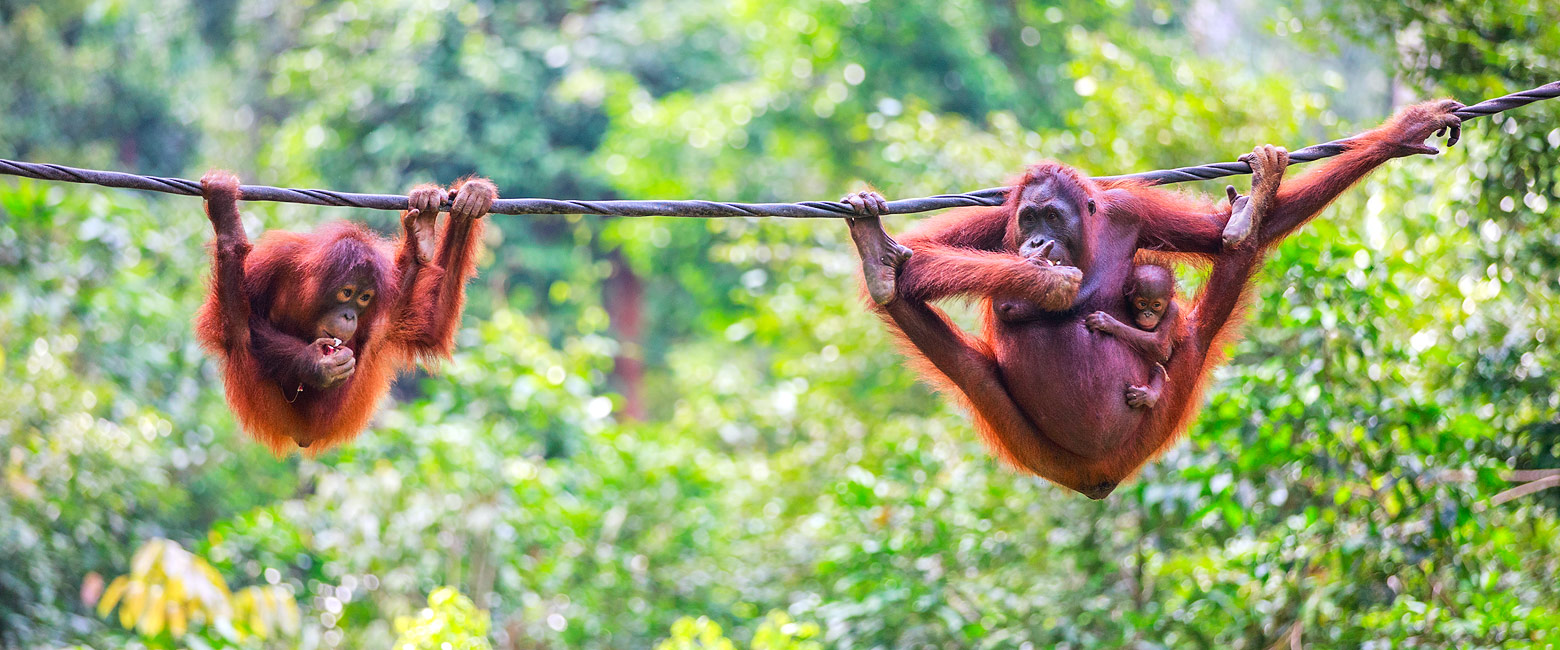 let us know your thoughts about Borneo and we will help you create the perfect safari 