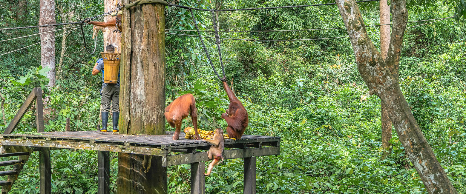 a charming forest-edge lodge beside the orangutan centre. 