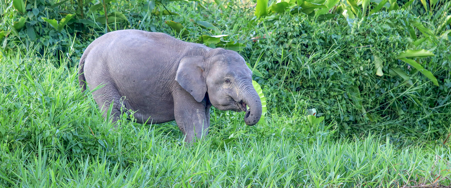 is a vast reserve protecting Borneo’s rarest lowland wildlife. 
