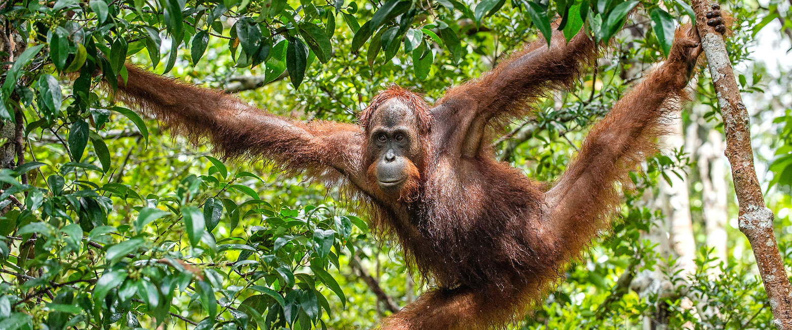 let us know your thoughts about Borneo and we will help you create the perfect safari 
