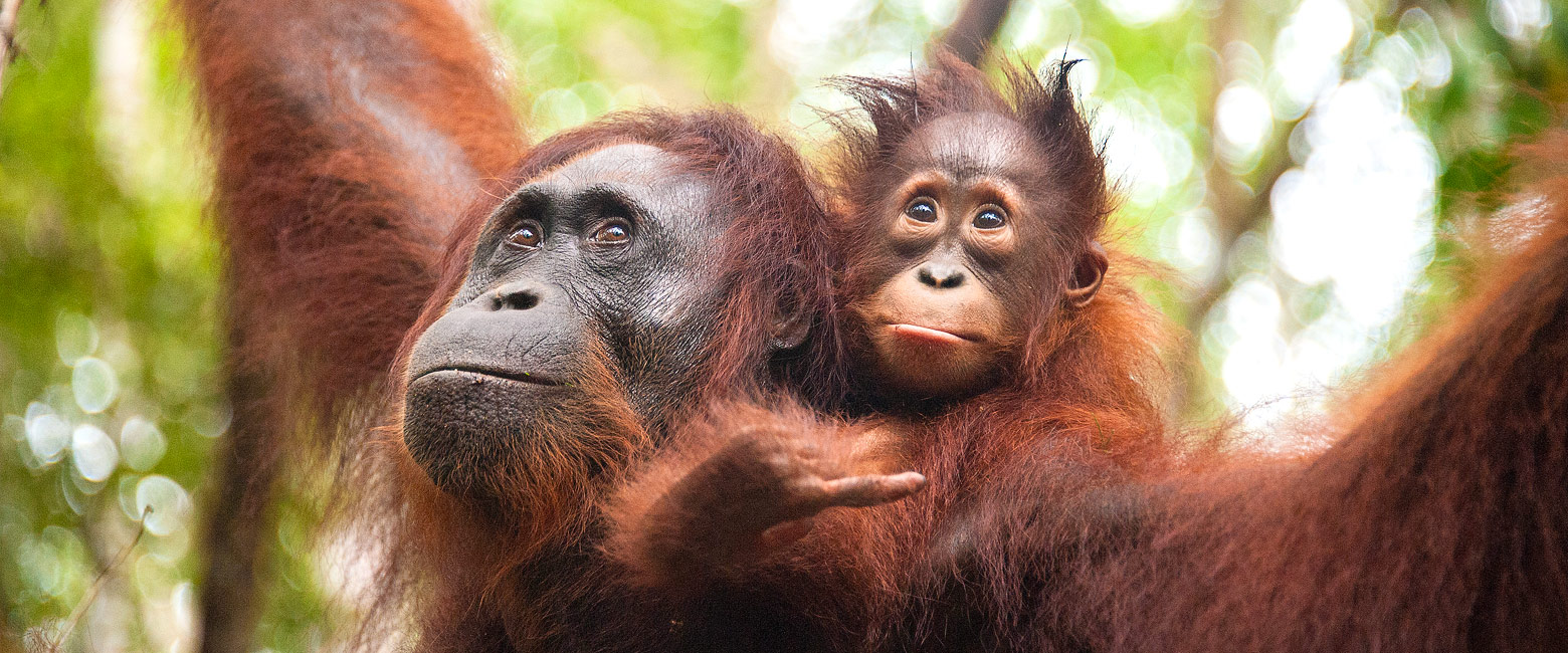 a simple base deep within Tabin’s protected rainforest. 