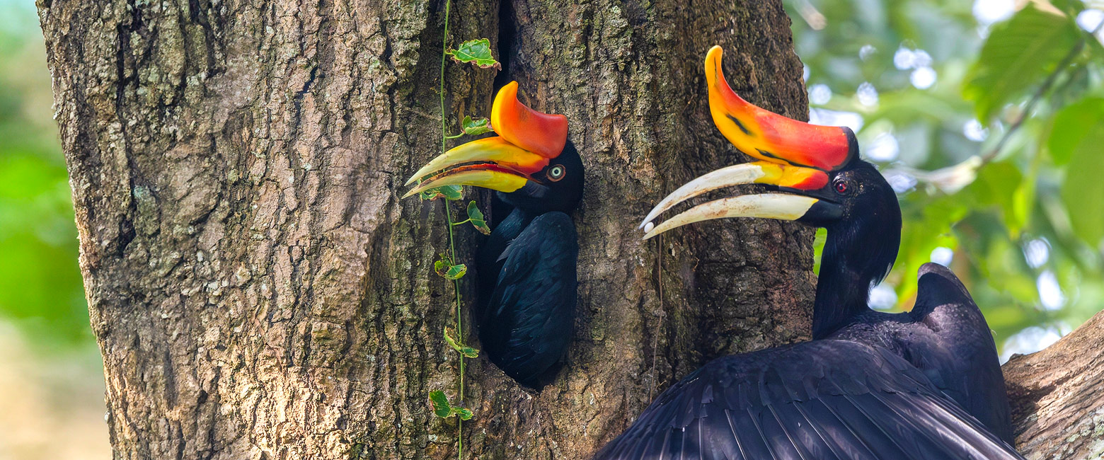 let us know your thoughts about Borneo and we will help you create the perfect safari 