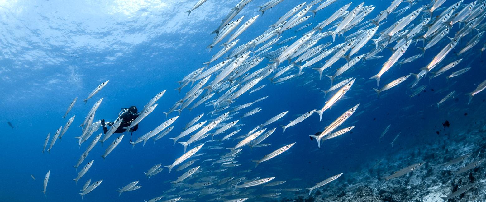 let us know your thoughts about the Maldives and we will help you create the perfect trip