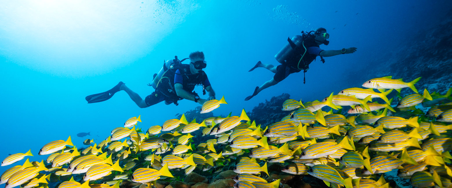 let us know your thoughts about the Maldives and we will help you create the perfect safari 