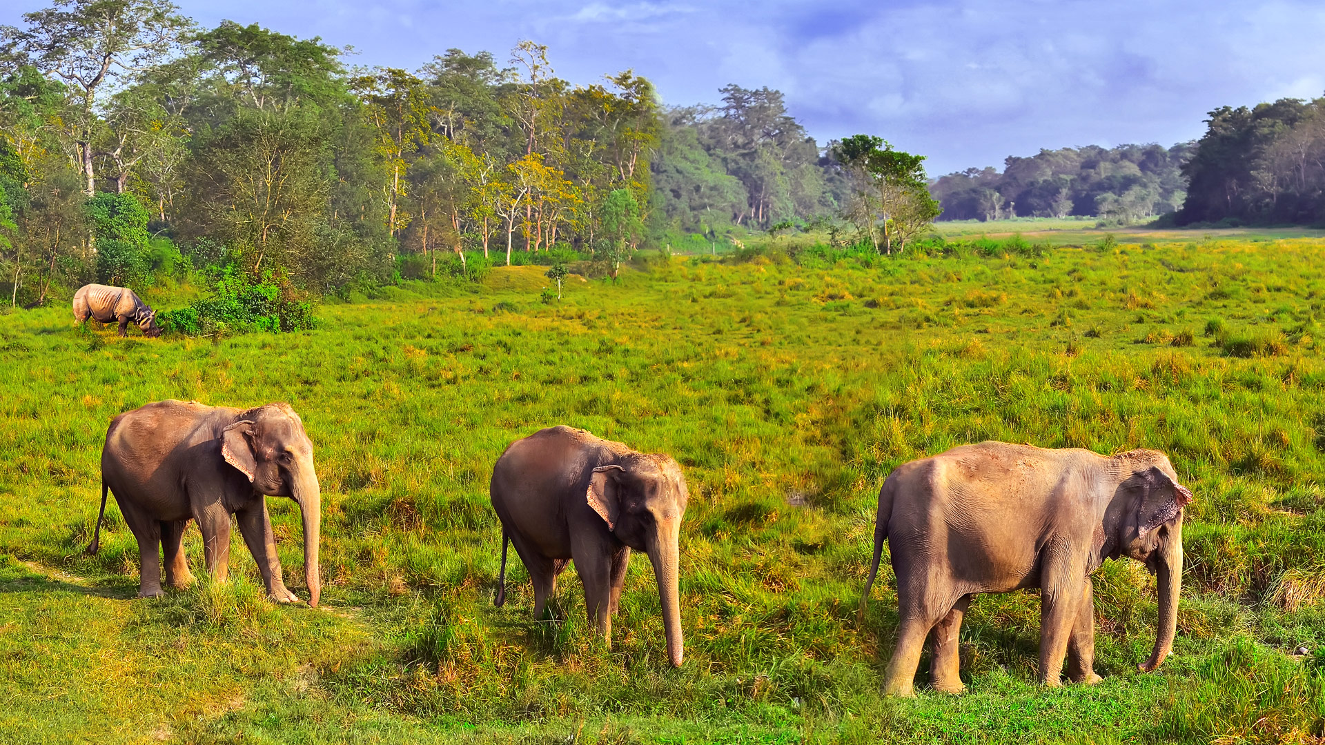 Safari in Chitwan