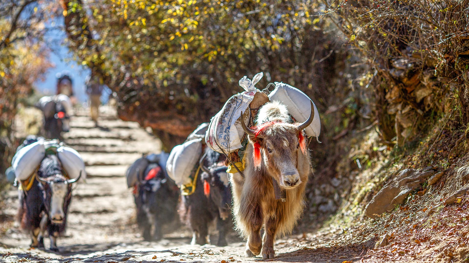 ESL Hotel Namche