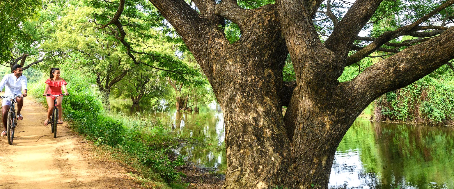 let us know your thoughts about Sri Lanka and we will help you create the perfect safari