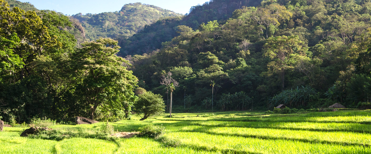 let us know your thoughts about Sri Lanka and we will help you create the perfect safari
