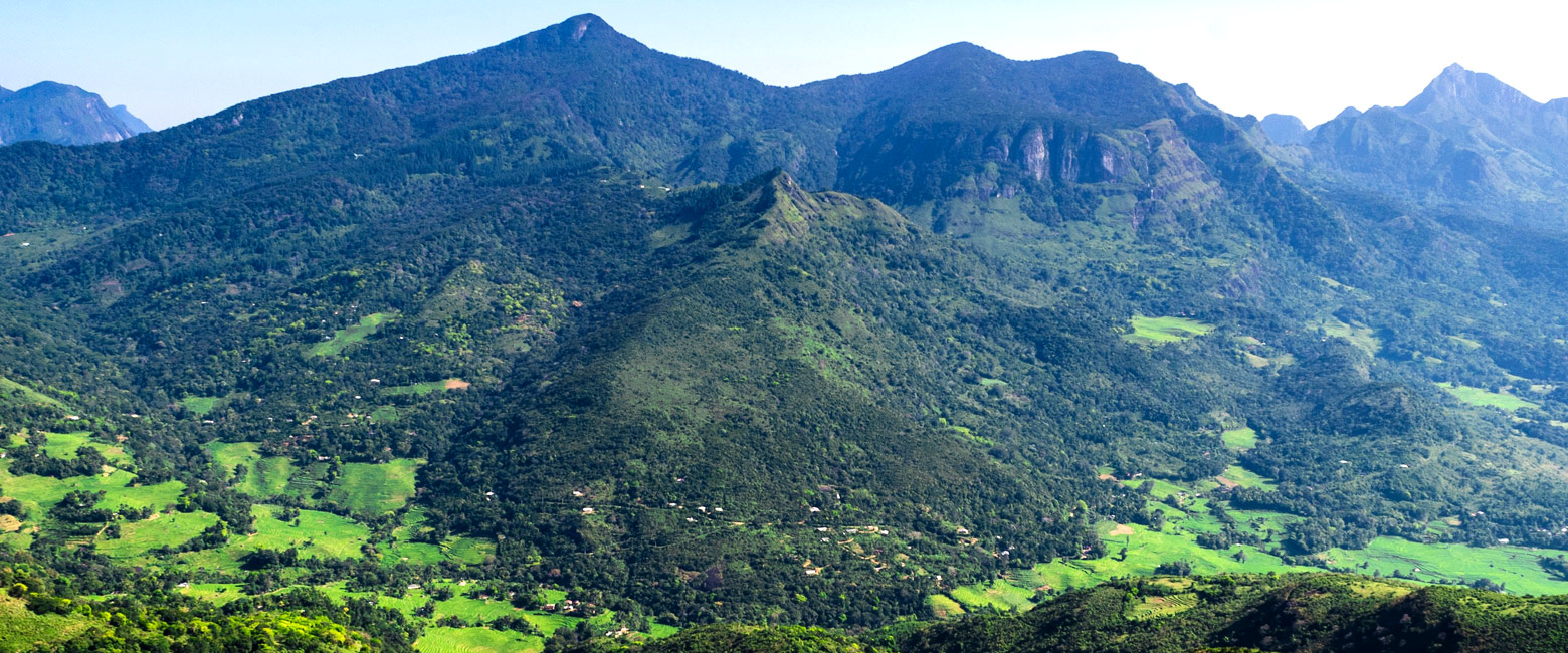 let us know your thoughts about Sri Lanka and we will help you create the perfect safari