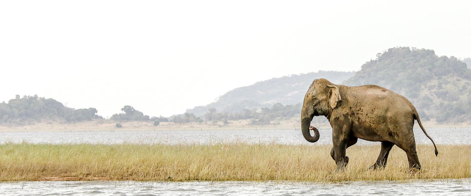 is a modest national park in central Sri Lanka