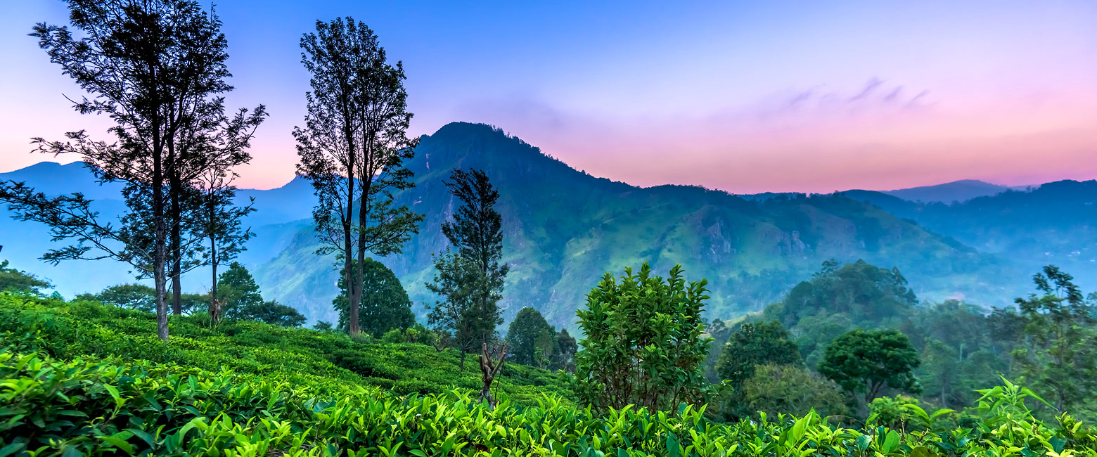 let us know your thoughts about Sri Lanka and we will help you create the perfect trip