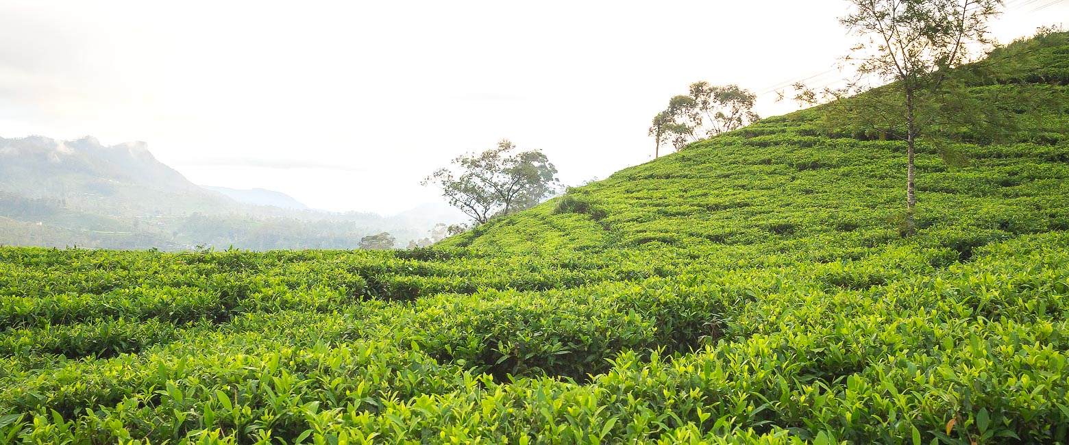 let us know your thoughts about Sri Lanka and we will help you create the perfect safari 