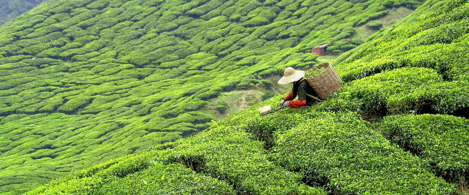 let us know your thoughts about Sri Lanka and we will help you create the perfect safari 