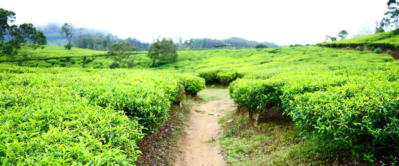 let us know your thoughts about Sri Lanka and we will help you create the perfect safari 