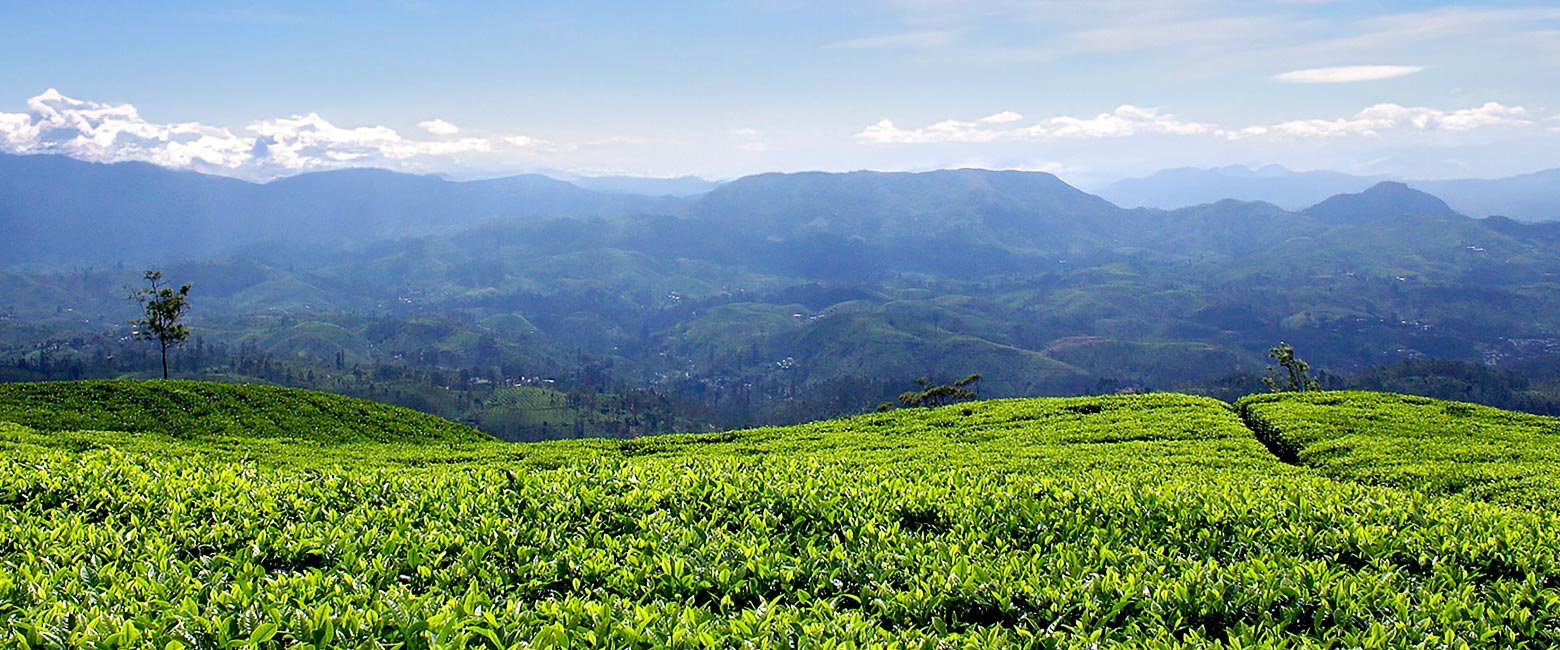 let us know your thoughts about Sri Lanka and we will help you create the perfect safari 