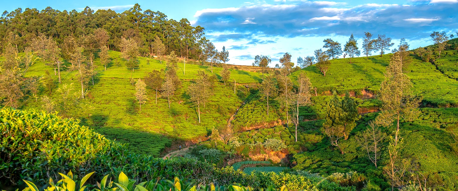 let us know your thoughts about Sri Lanka and we will help you create the perfect safari 