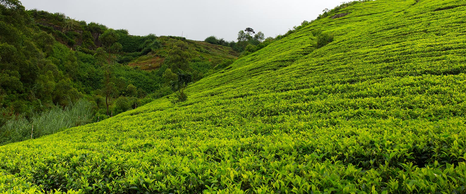 let us know your thoughts about Sri Lanka and we will help you create the perfect safari