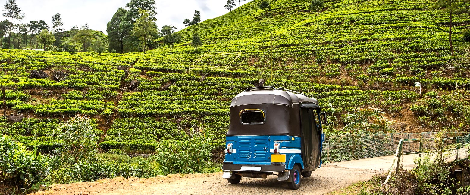let us know your thoughts about Sri Lanka and we will help you create the perfect safari 