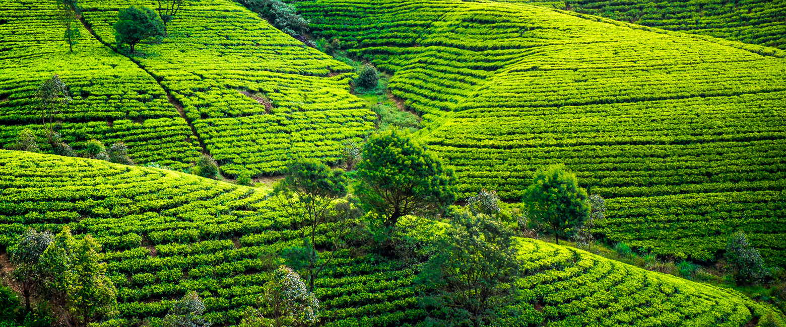 let us know your thoughts about Sri Lanka and we will help you create the perfect safari 