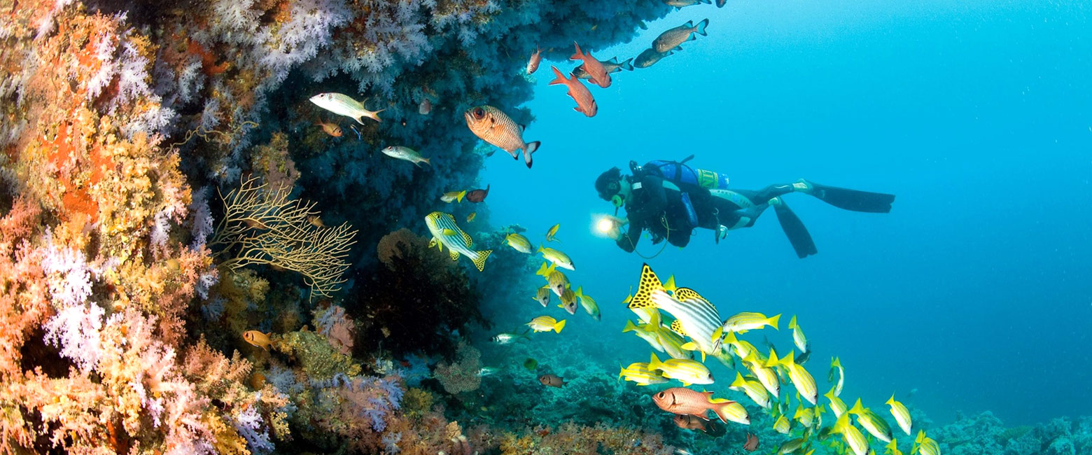 let us know your thoughts about Sri Lanka and we will help you create the perfect safari
