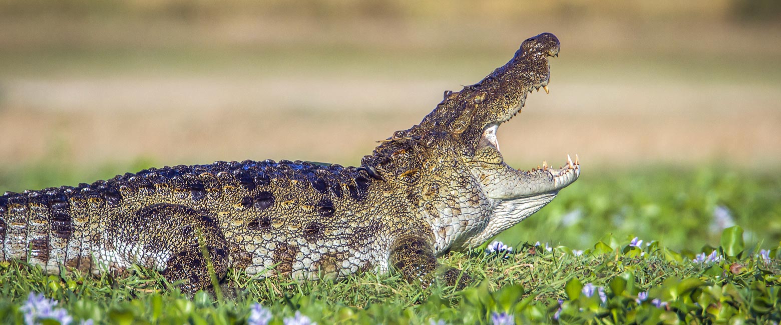 let us know your thoughts about Sri Lanka and we will help you create the perfect trip 