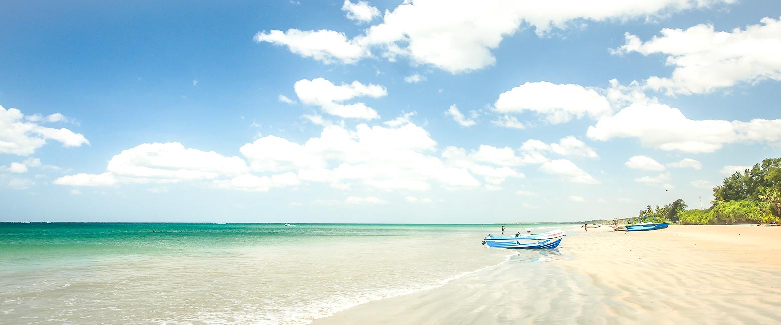 let us know your thoughts about Sri Lanka and we will help you create the perfect safari 