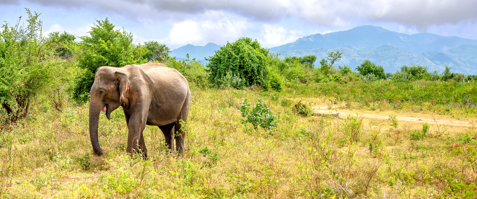 let us know your thoughts about Sri Lanka and we will help you create the perfect trip