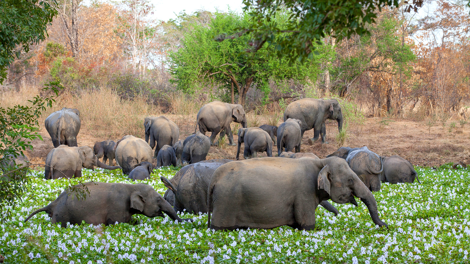 Safari in Wasgamuwa