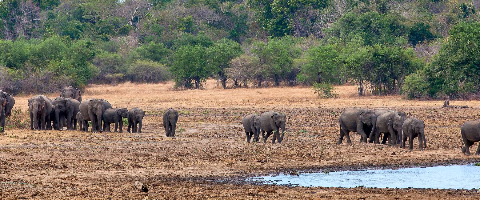 let us know your thoughts about Sri Lanka and we will help you create the perfect safari