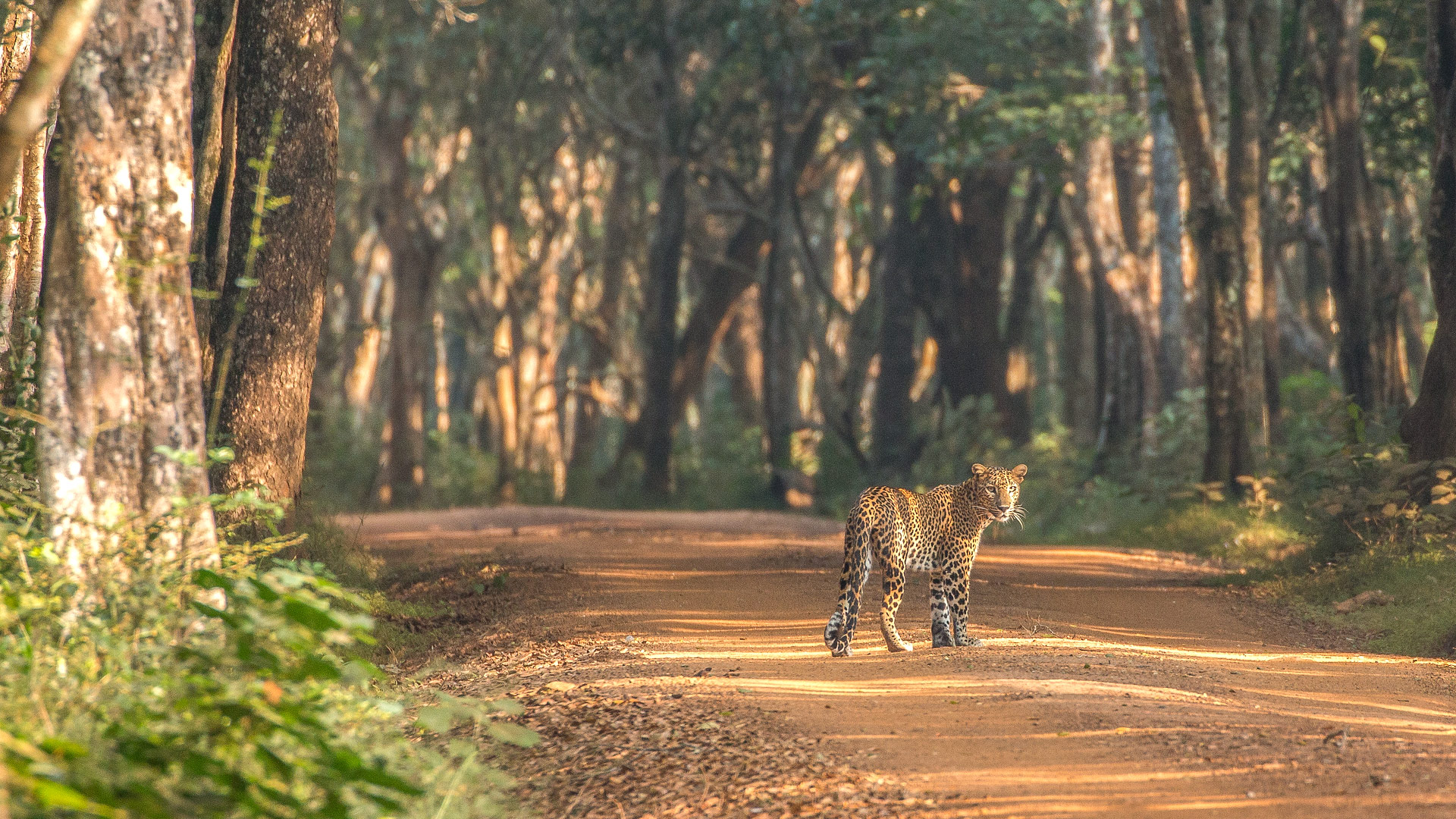 Safari in Wilpattu
