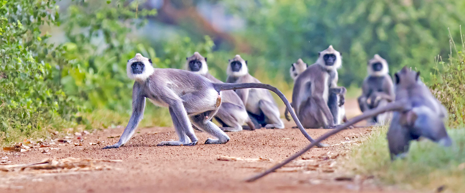is a large wildlife reserve in the north of Sri Lanka
