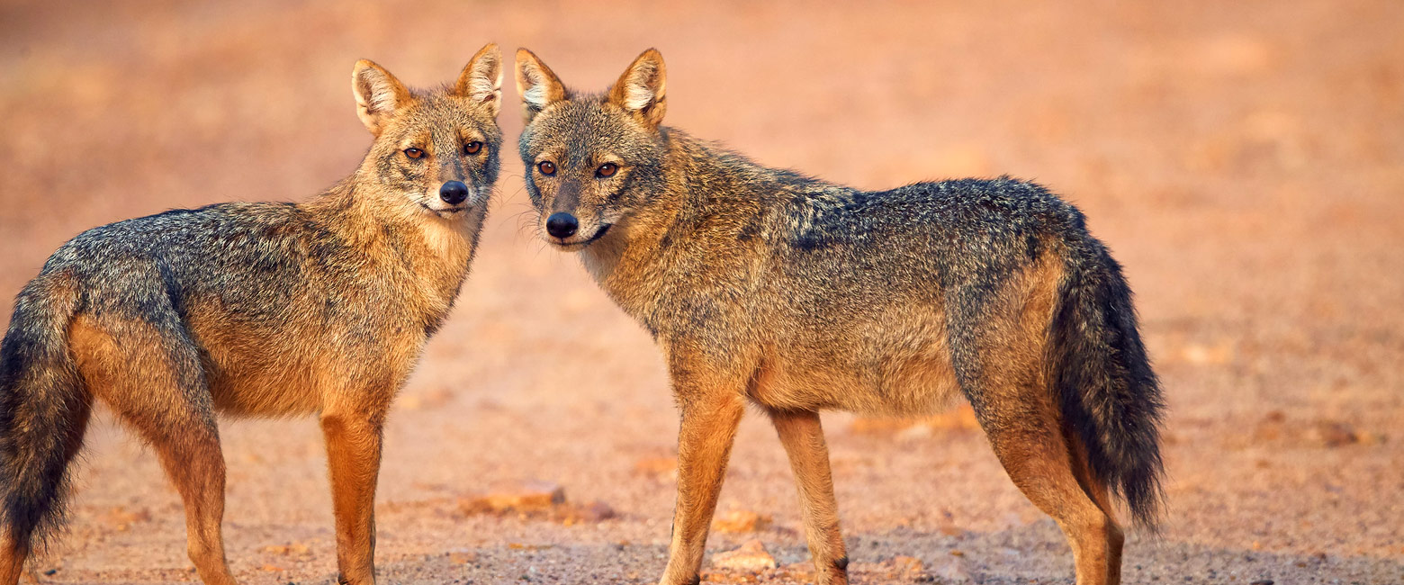 let us know your thoughts about Sri Lanka and we will help you create the perfect safari