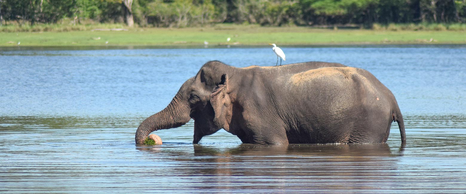 let us know your thoughts about Sri Lanka and we will help you create the perfect safari 
