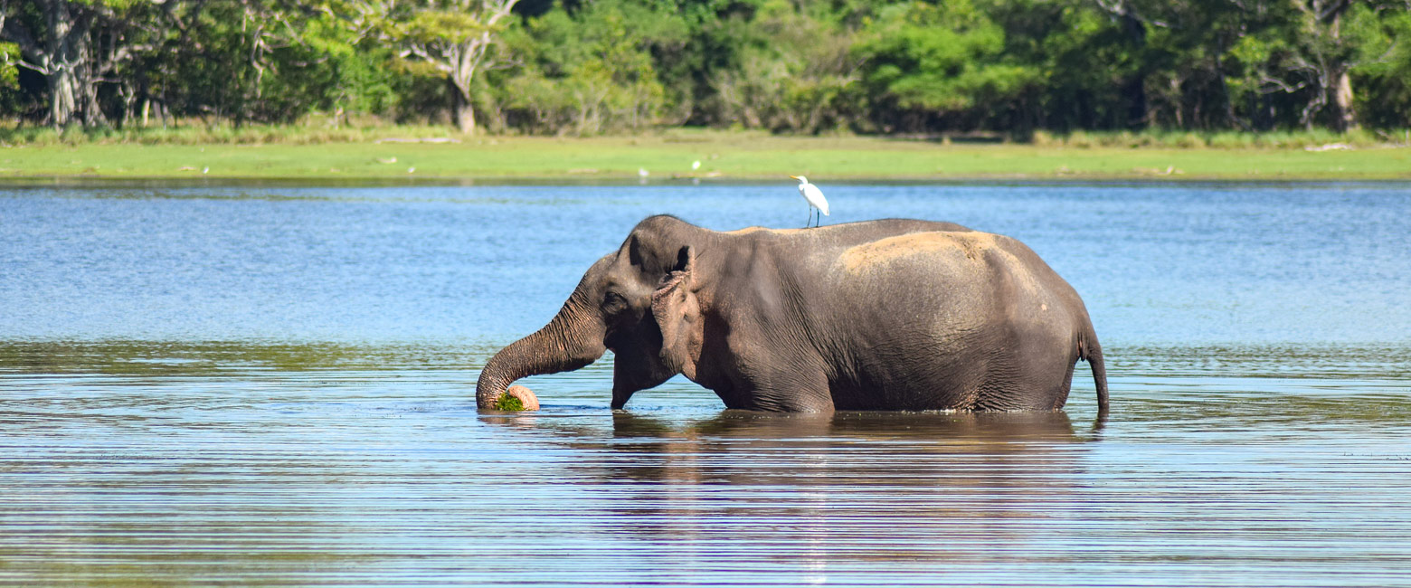 let us know your thoughts about Sri Lanka and we will help you create the perfect safari 